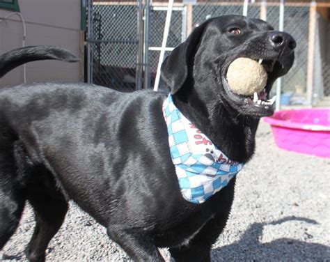 male rescue labs in florida.